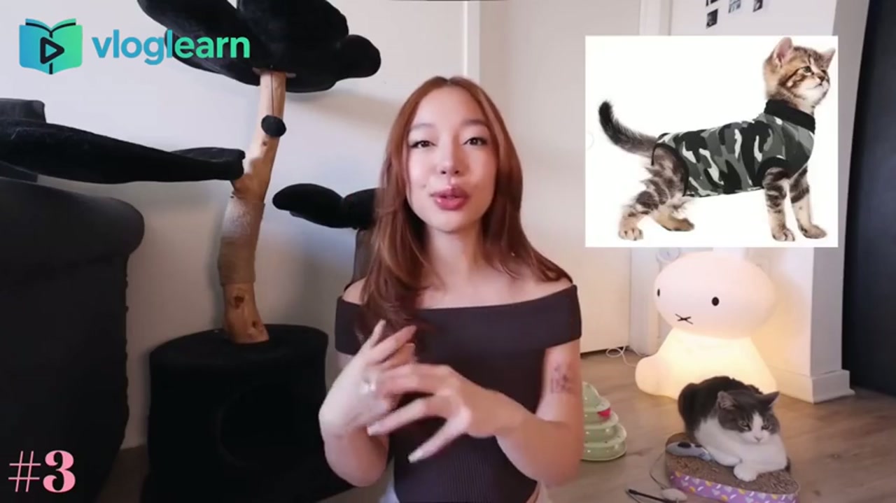 新手养猫避雷指南：自动猫砂盆与猫咪听力健康