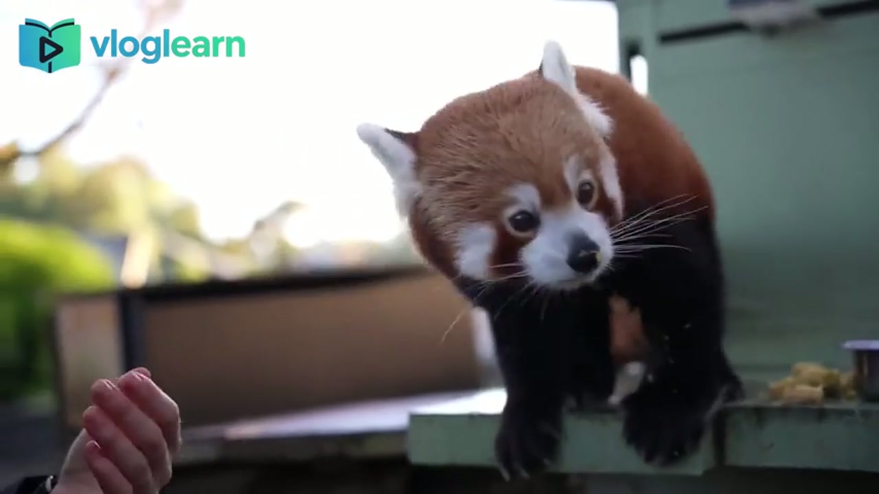 划掉人生清单的终极时刻：近距离接触超萌熊猫